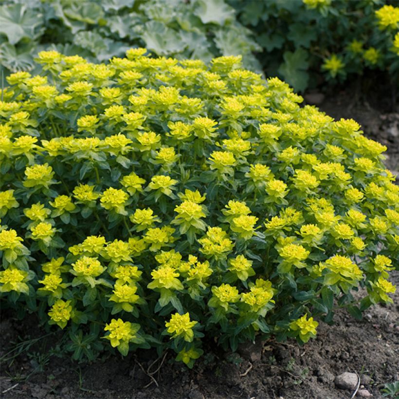 Euphorbia polychroma Candy - Kleurige wolfsmelk (Groeiplaats)