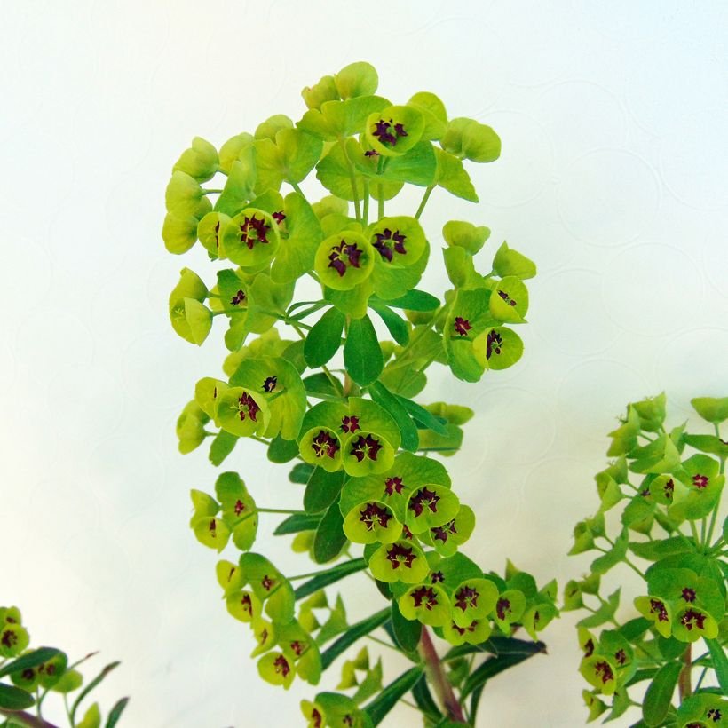 Euphorbia martinii - Wolfsmelk (Foliage)