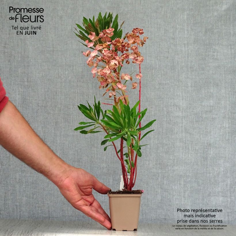 Exemplaar van Euphorbia martinii - Wolfsmelk Kweekpotje van 8/9 cm zoals geleverd in de zomer