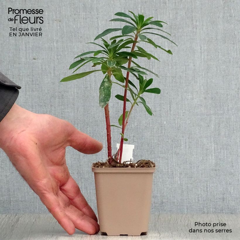 Example of Euphorbia martinii - Wolfsmelk Kweekpotje van 8/9 cm as you get in hiver