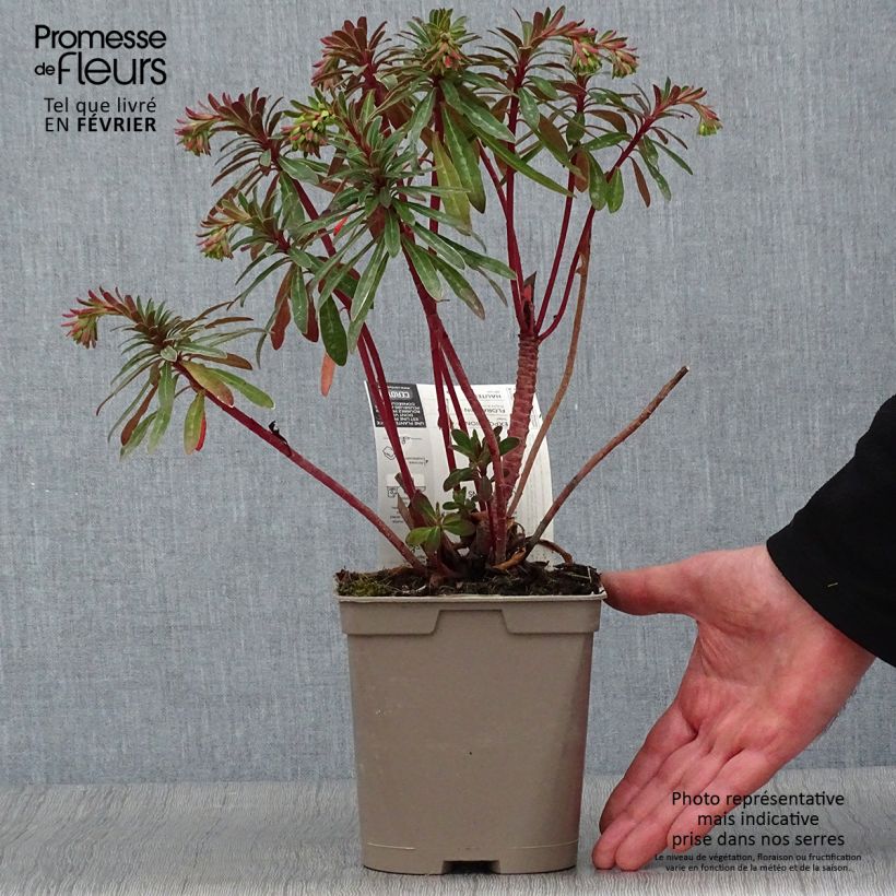Example of Euphorbia martinii - Wolfsmelk Pot van 2 l/3 l as you get in hiver