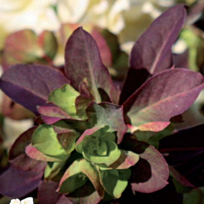 Euphorbia Black Bird - Wolfsmelk (Foliage)