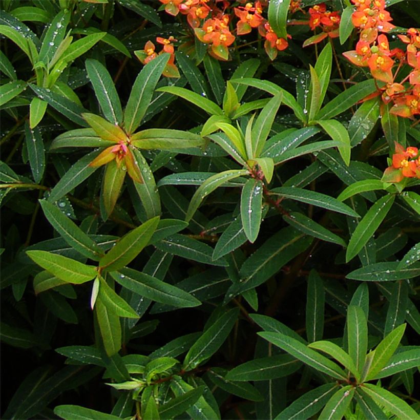 Euphorbia griffithii Dixter - Wolfsmelk (Foliage)