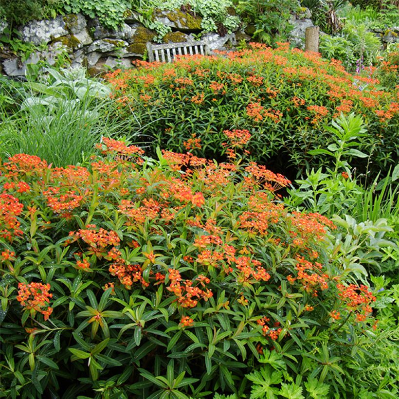 Euphorbia griffithii Dixter - Wolfsmelk (Plant habit)