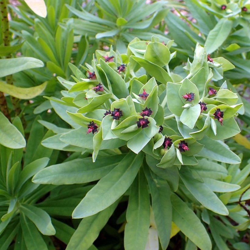Euphorbia glauca - Wolfsmelk (Blad)