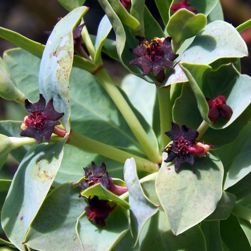 Euphorbia glauca - Wolfsmelk (Bloei)