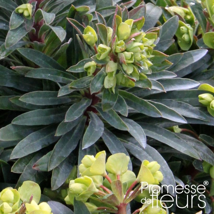 Euphorbia Redwing - Wolfsmelk (Foliage)