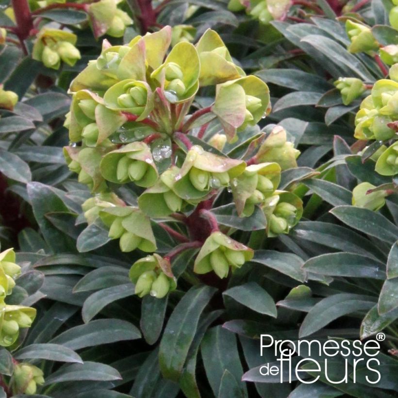 Euphorbia Redwing - Wolfsmelk (Flowering)