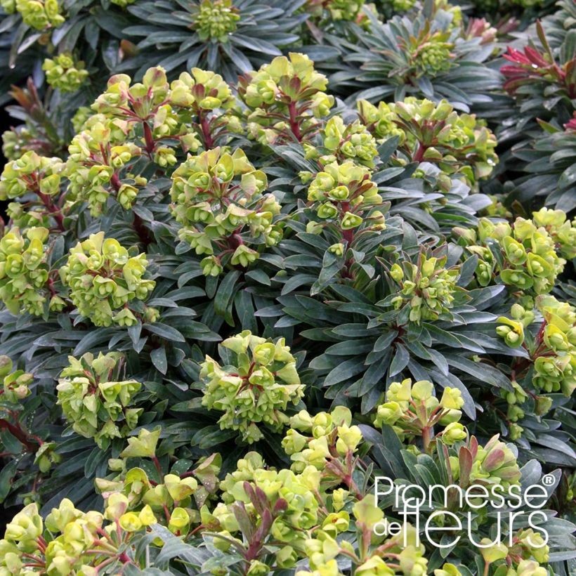 Euphorbia Redwing - Wolfsmelk (Plant habit)