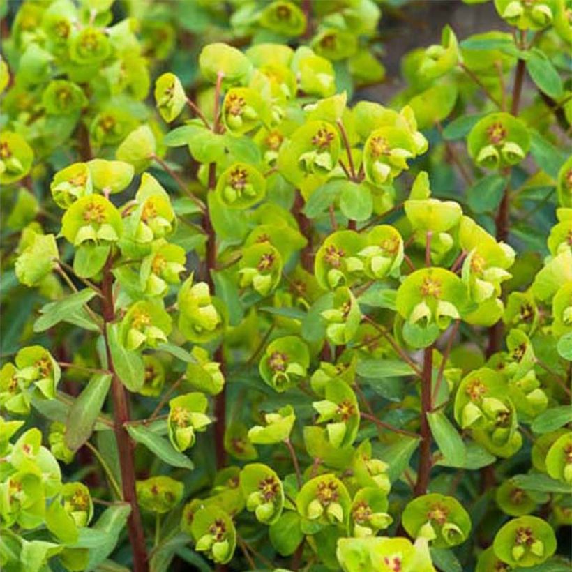 Euphorbia Whistleberry Garnet - Amandelwolfsmelk (Bloei)