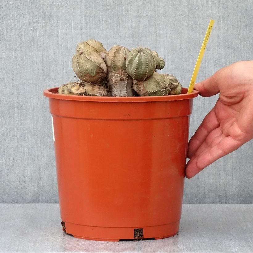 Example of Euphorbia globosa - Euphorbe globuleuse Pot van 4 l/5 l as you get in hiver