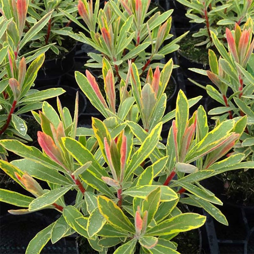 Euphorbia Ascot Rainbow - Wolfsmelk (Foliage)