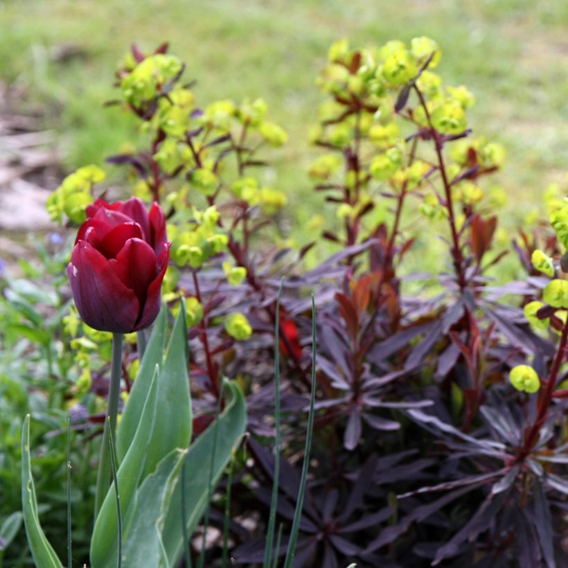 Euphorbia amygdaloides Purpurea - Amandelwolfsmelk (Groeiplaats)