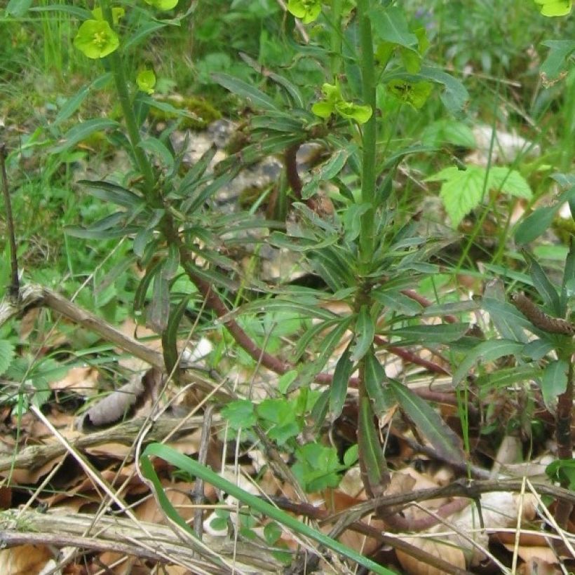 Euphorbia amygdaloïdes var. robbiae - Amandelwolfsmelk (Foliage)