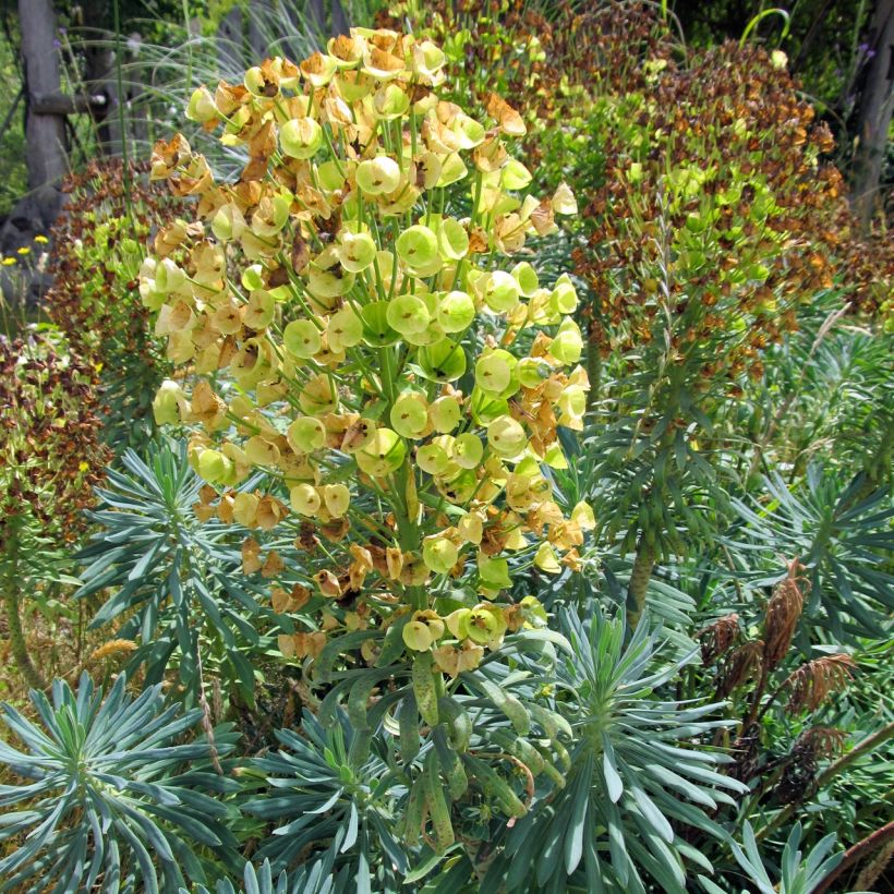 Euphorbia characias Blue Wonder - Wolfsmelk (Plant habit)