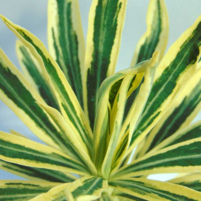 Euphorbia characias Emmer Green - Wolfsmelk (Foliage)