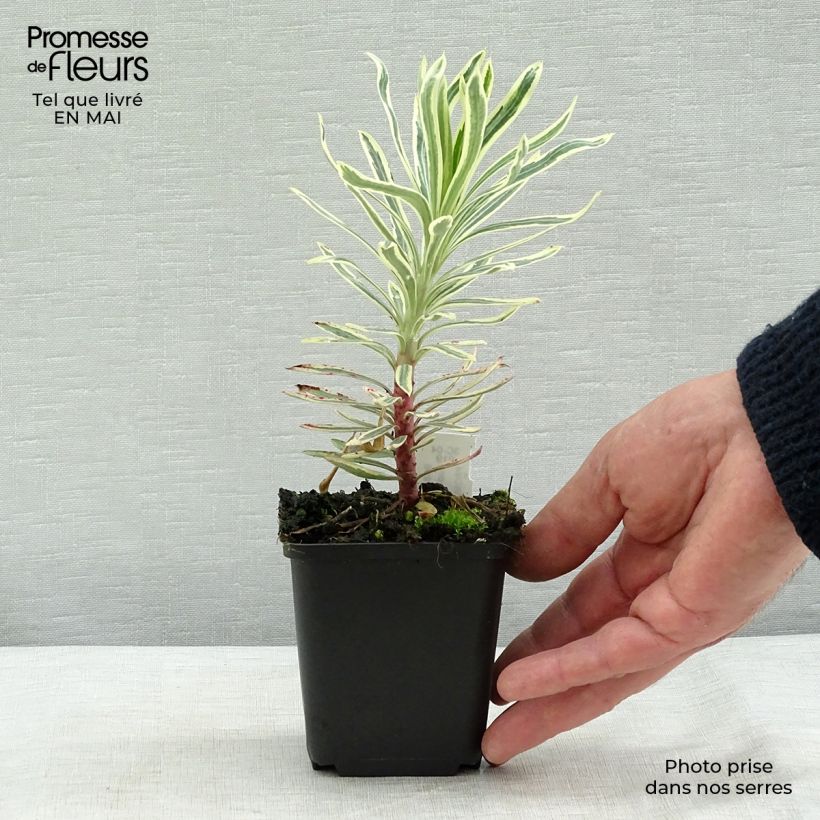 Exemplaar van Euphorbia characias Emmer Green - Wolfsmelk Kweekpotje van 8/9 cm zoals geleverd in de lente