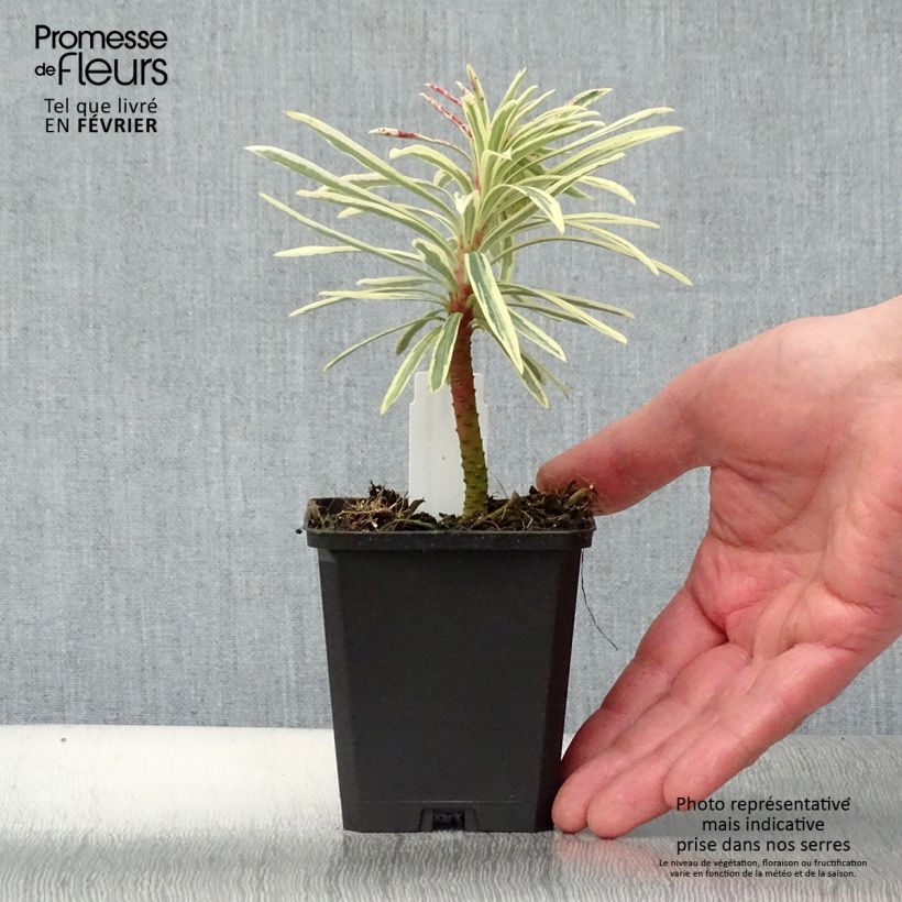 Example of Euphorbia characias Emmer Green - Euphorbe arbustive panachée  Kweekpotje van 8/9 cm as you get in hiver