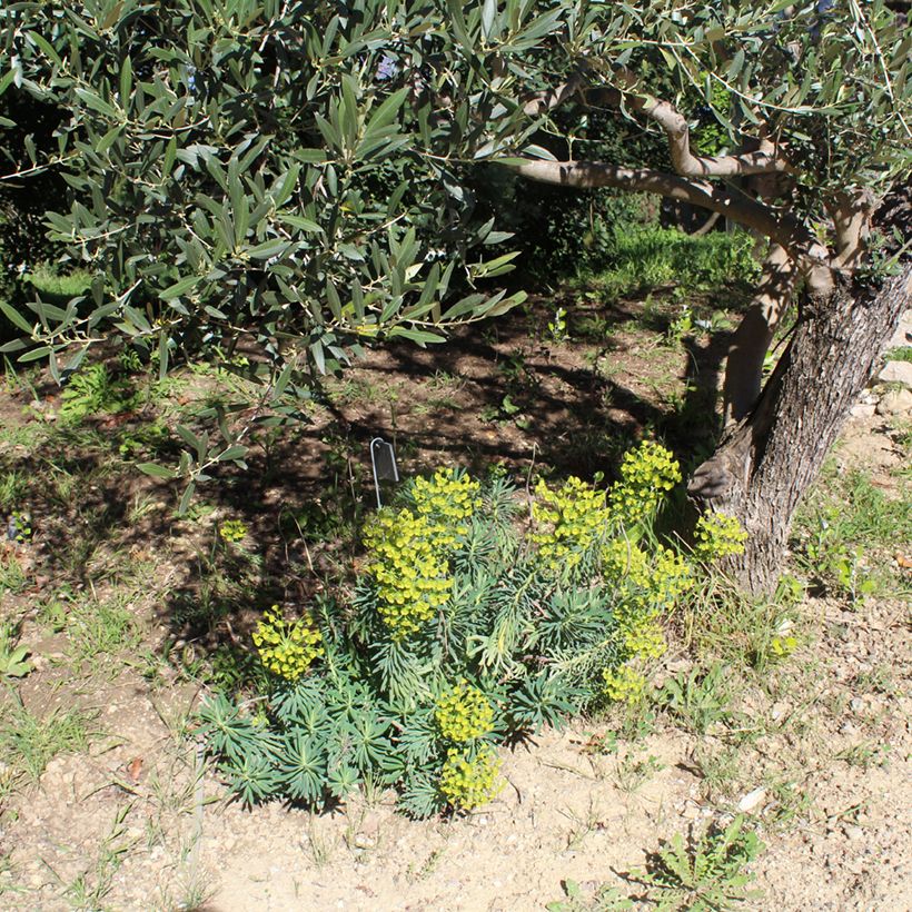 Euphorbia characias - Wolfsmelk (Groeiplaats)