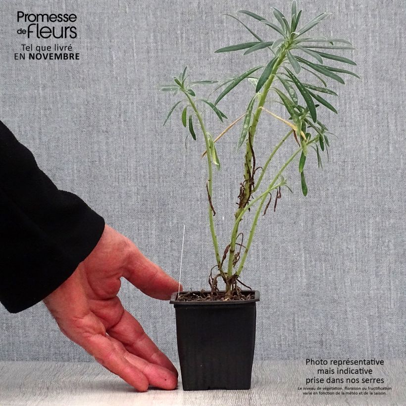 Exemplaar van Euphorbia characias - Wolfsmelk Kweekpotje van 8/9 cm zoals geleverd in de herfst