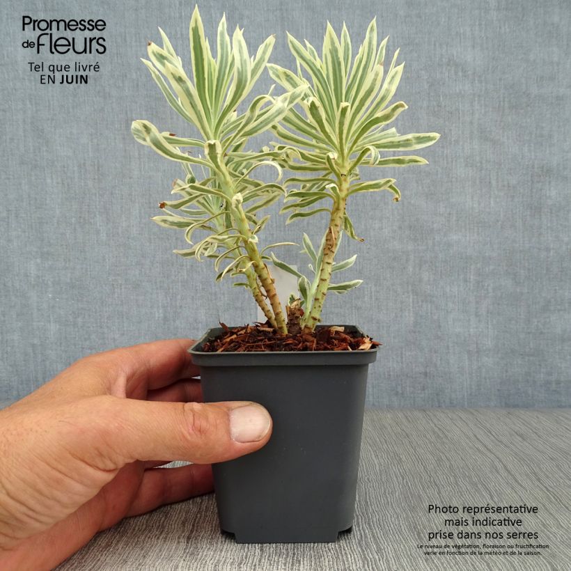 Exemplaar van Euphorbia characias Tasmanian Tiger - Wolfsmelk Kweekpotje van 8/9 cm zoals geleverd in de zomer