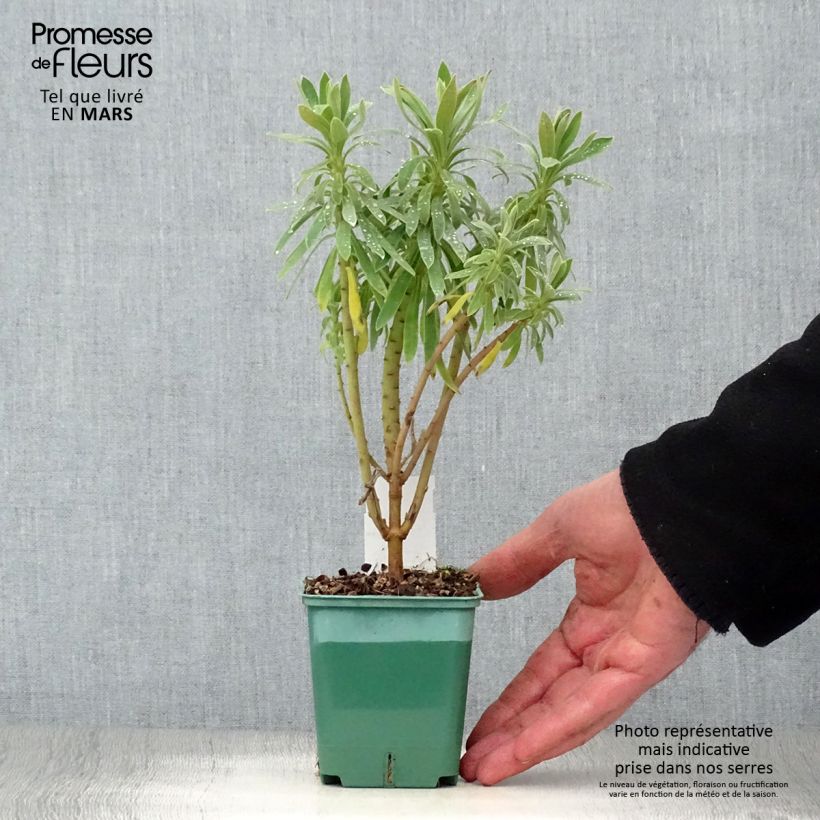 Exemplaar van Euphorbia characias ssp. characias - Wolfsmelk Kweekpotje van 8/9 cm zoals geleverd in de lente