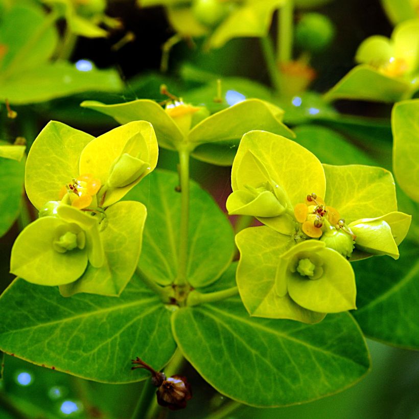 Euphorbia cornigera Goldener Turm - Wolfsmelk (Flowering)
