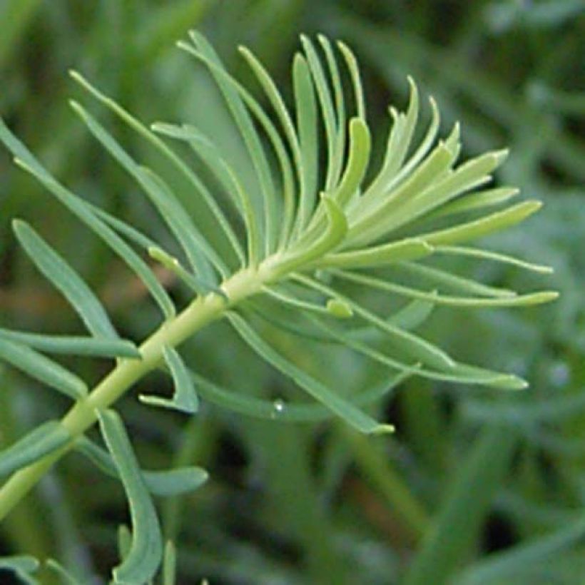 Euphorbia cyparissias - Cipreswolfsmelk (Foliage)