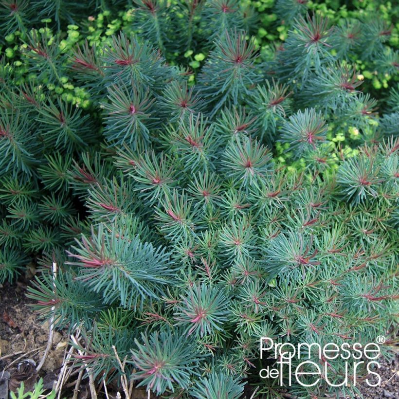 Euphorbia cyparissias Clarice Howard - Cipreswolfsmelk (Foliage)