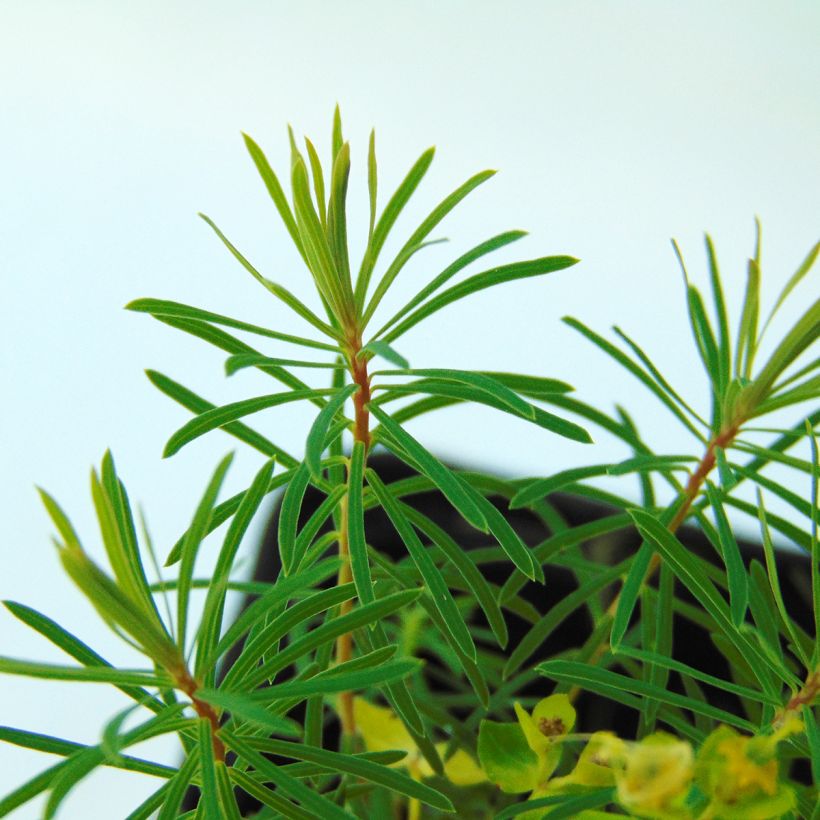 Euphorbia cyparissias Fens Ruby - Cipreswolfsmelk (Foliage)