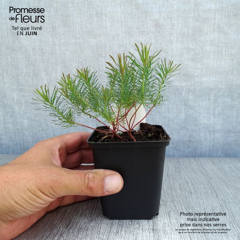 Exemplaar van Euphorbia cyparissias Fens Ruby - Cipreswolfsmelk Kweekpotje van 8/9 cm zoals geleverd in de zomer