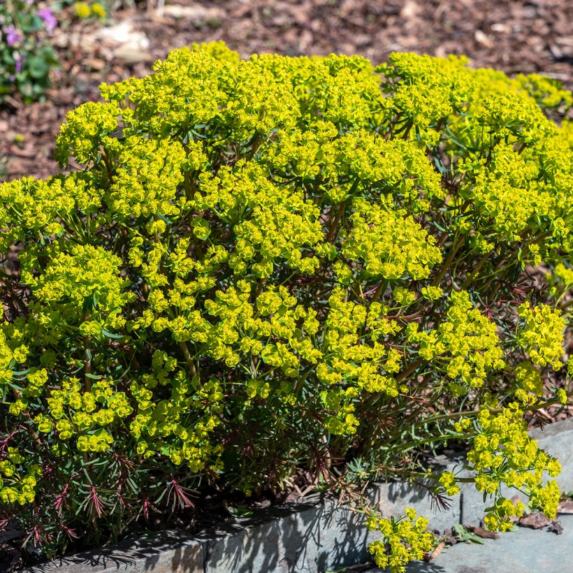 Euphorbia cyparissias Fens Ruby - Cipreswolfsmelk (Groeiplaats)