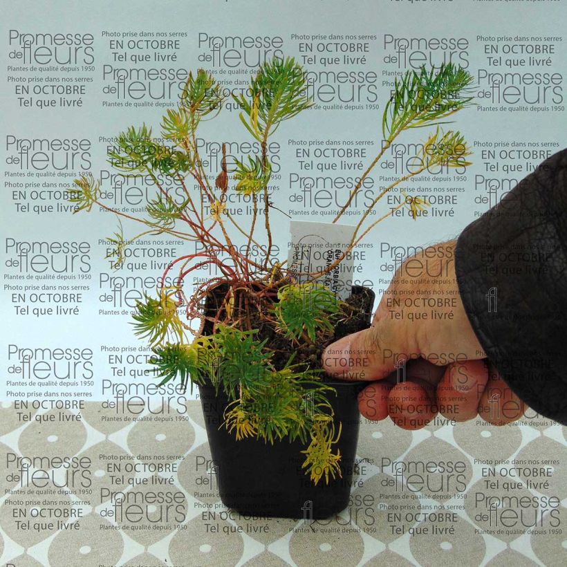 Voorbeeld van een exemplaar van Euphorbia cyparissias Orange Man - Cipreswolfsmelk Kweekpotje van 8/9 cm zoals geleverd