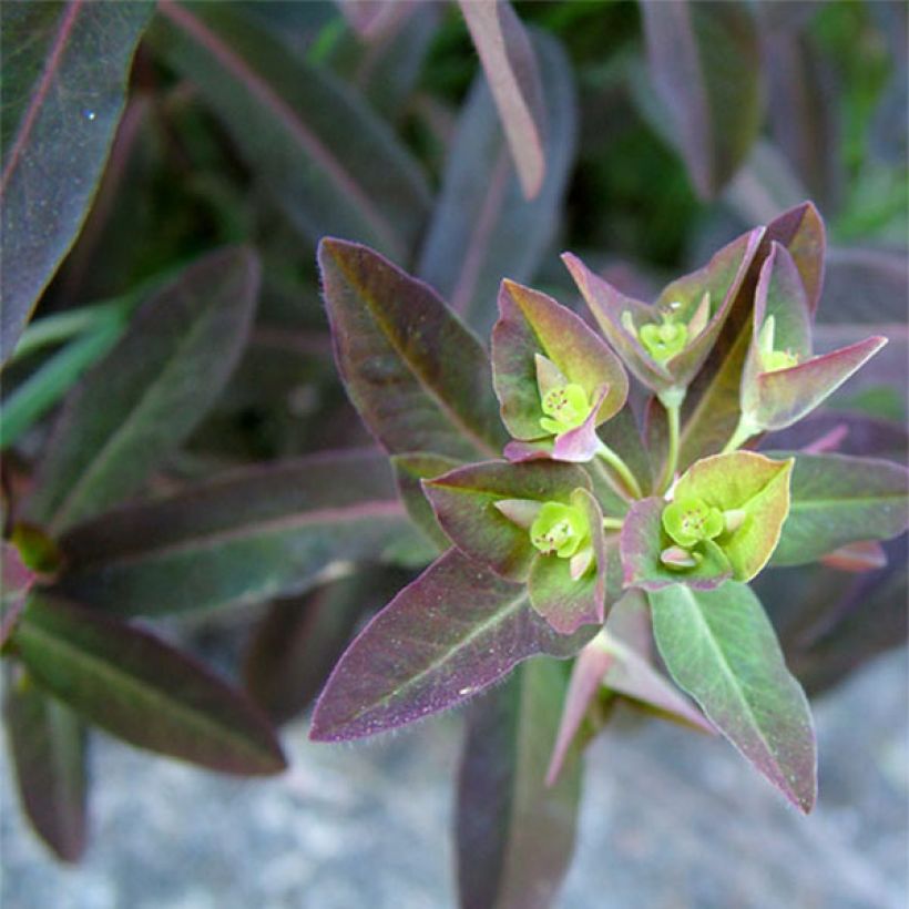 Euphorbia dulcis Chameleon - Wolfsmelk (Blad)