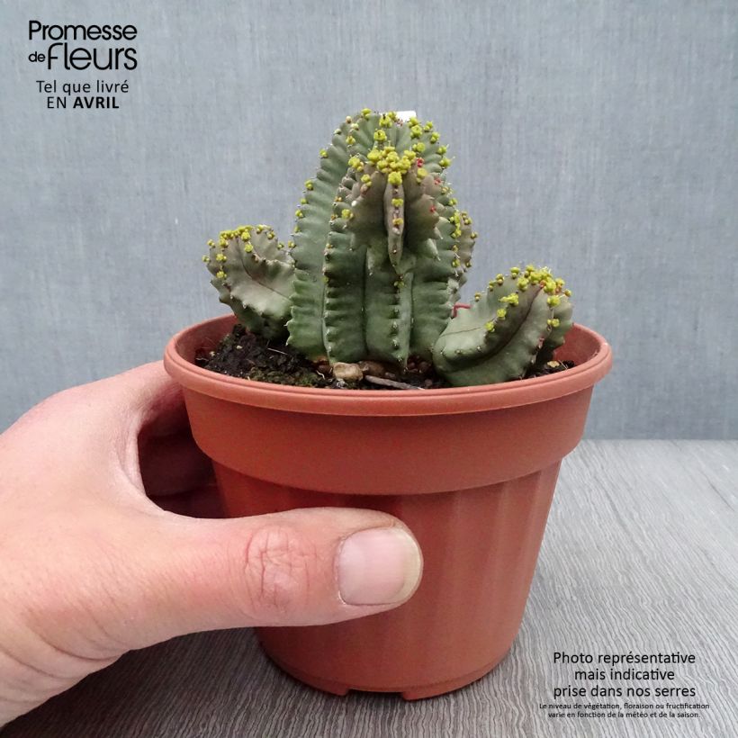 Exemplaar van Euphorbia fruticosa Inermis - Wolfsmelk Pot van 12 cm / 13 cm zoals geleverd in de lente