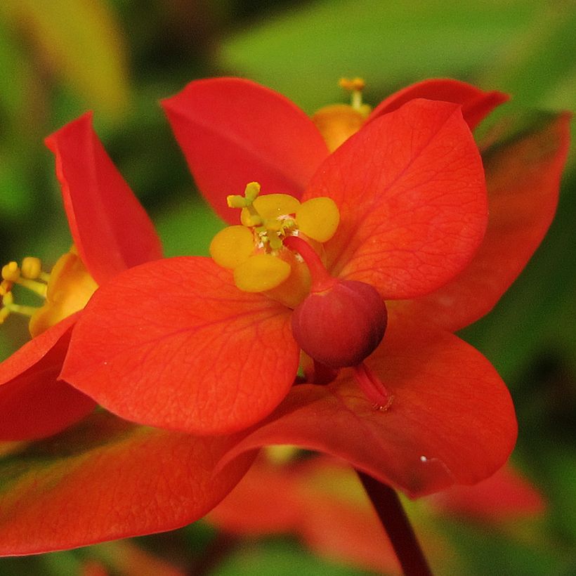 Euphorbia griffithii - Wolfsmelk (Bloei)