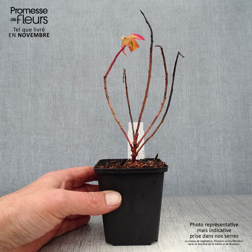 Exemplaar van Euphorbia griffithii Fireglow - Wolfsmelk Kweekpotje van 8/9 cm zoals geleverd in de herfst