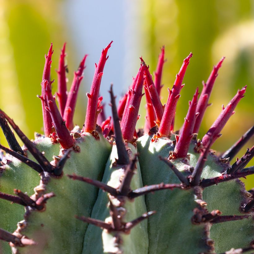 Euphorbia horrida alba - Afrikaanse melkvat (Blad)