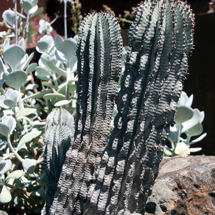 Euphorbia horrida alba - Afrikaanse melkvat (Groeiplaats)