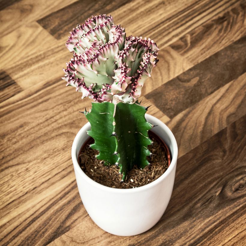 Euphorbia lactea Cristata - Kandelaarsplant (Groeiplaats)