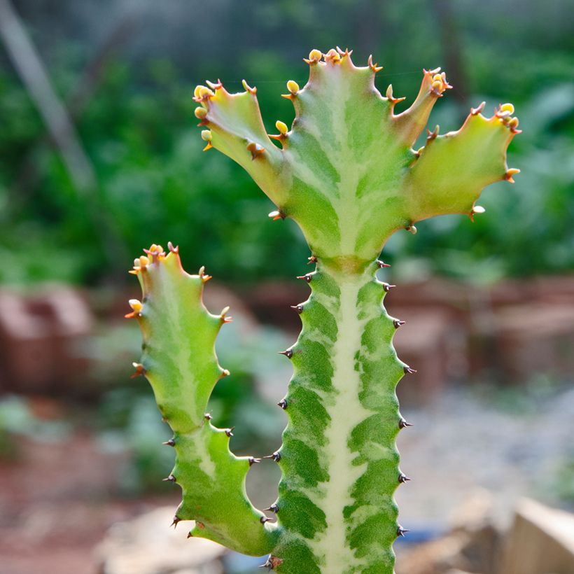 Euphorbia lactea - Kandelaarsplant (Blad)