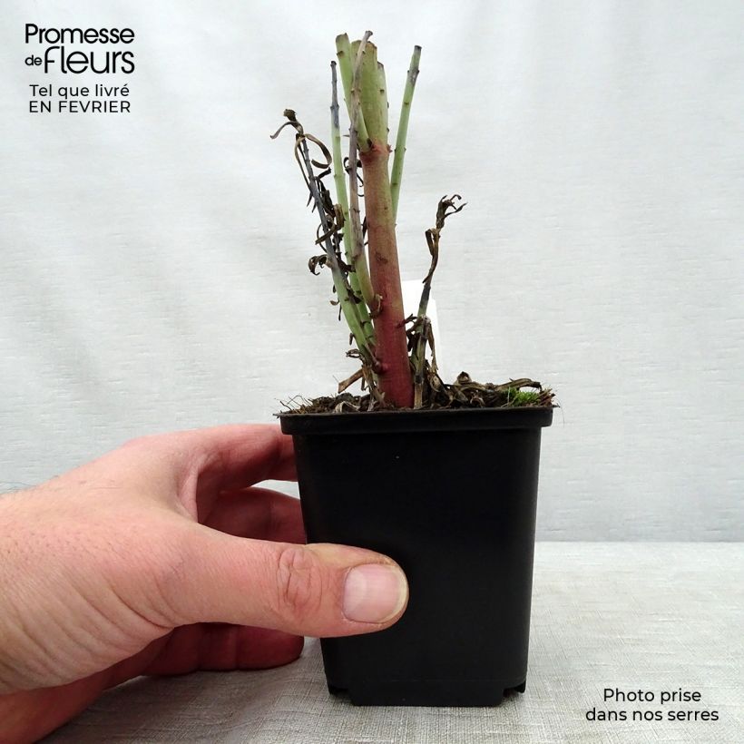 Example of Euphorbia lathyris - Euphorbe des Jardins Kweekpotje van 8/9 cm as you get in hiver