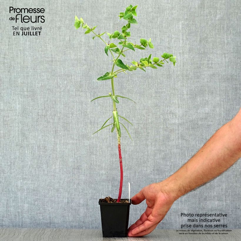 Exemplaar van Euphorbia lathyris - Kruisbladige wolfsmelk Kweekpotje van 8/9 cm zoals geleverd in de zomer