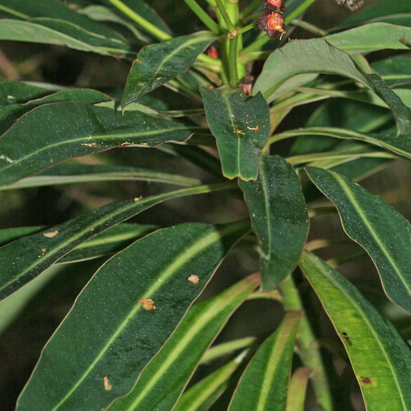 Euphorbia mellifera - Wolfsmelk (Foliage)