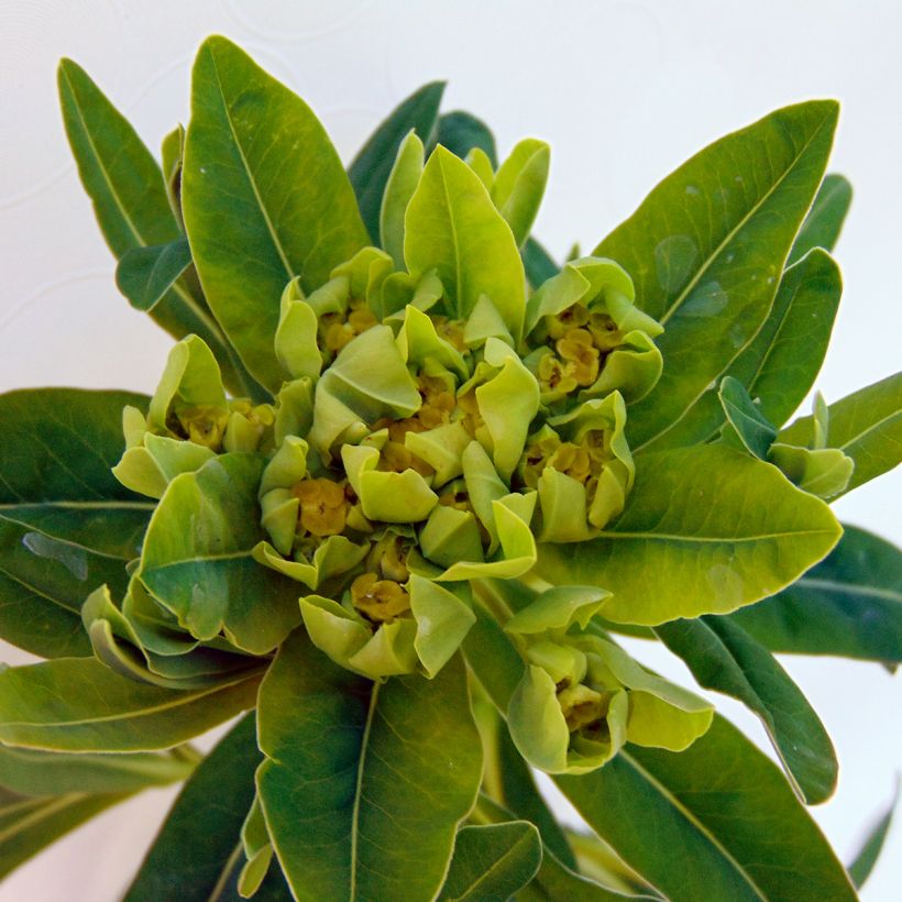 Euphorbia palustris - Moeraswolfsmelk (Flowering)