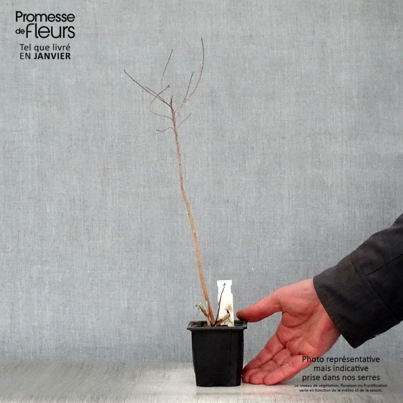 Example of Euphorbia palustris - Euphorbe des marais Kweekpotje van 8/9 cm as you get in hiver