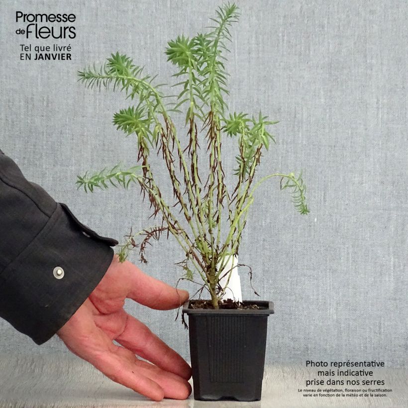 Example of Euphorbia pithyusa Ponte Leccia - Euphorbe des Baléares Kweekpotje van 8/9 cm as you get in hiver