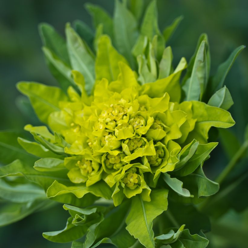 Euphorbia polychroma - Kleurige wolfsmelk (Flowering)