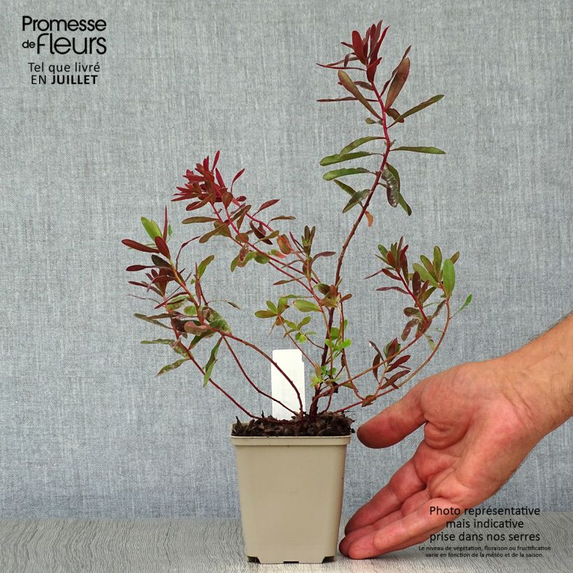 Exemplaar van Euphorbia polychroma Bonfire - Kleurige wolfsmelk Kweekpotje van 8/9 cm zoals geleverd in de zomer