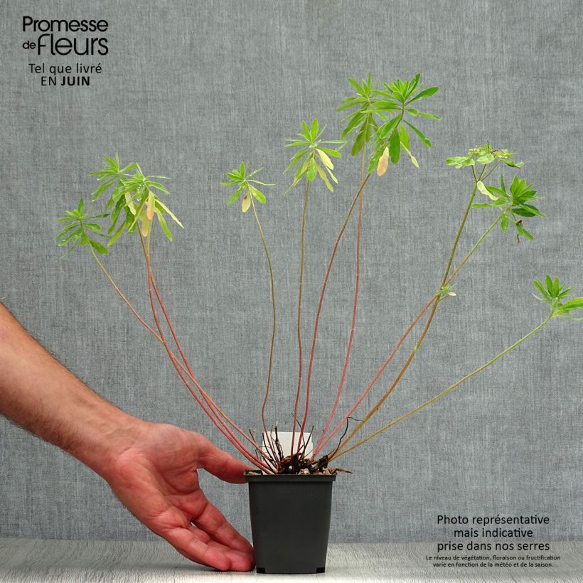 Exemplaar van Euphorbia polychroma - Kleurige wolfsmelk Kweekpotje van 8/9 cm zoals geleverd in de zomer